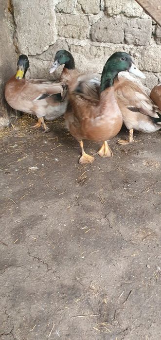 Vânt rățoi khakhi champall