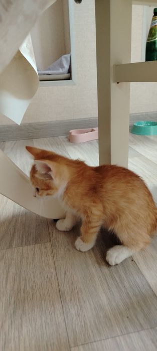 Отдам котёнка в добрые руки