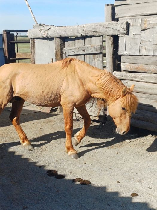 Продаю Жеребец 10 лет