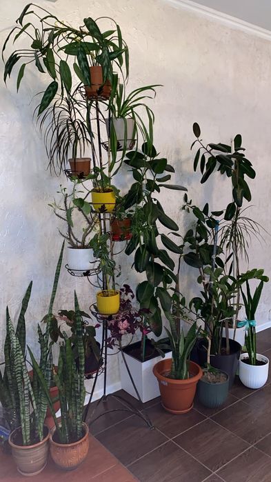 много Цветов срочно продам