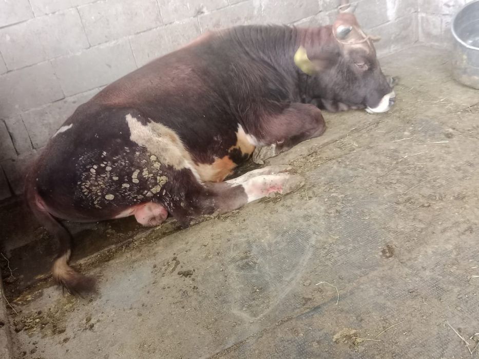 Продам быка живьём