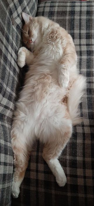 Сибирский     кот