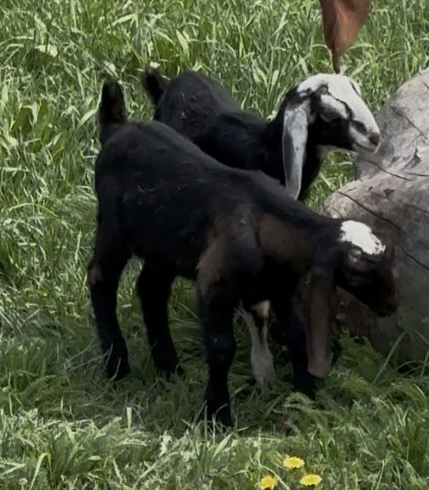 Англонубий тазақанды лақтар