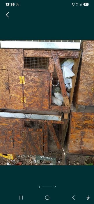 Vand cotete de iepuri