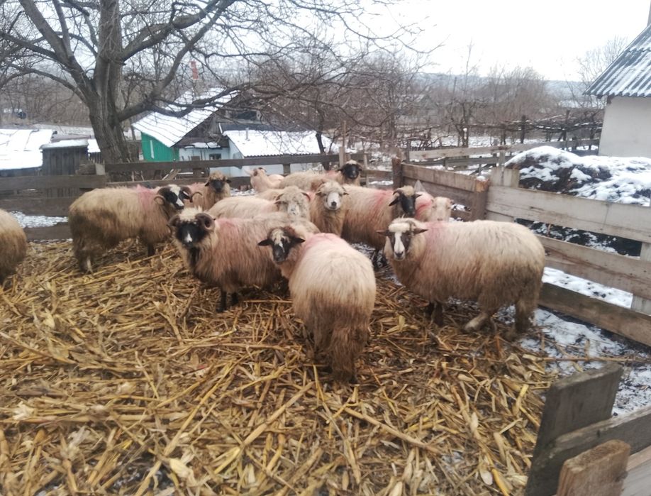 Vând 10 oi și 1 berbec!