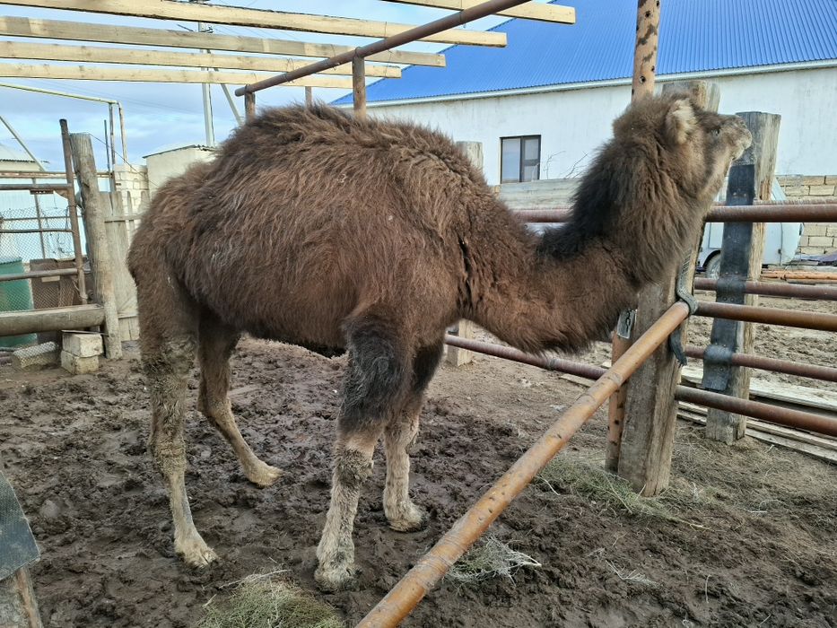 Жас қысыр түйе сатылады