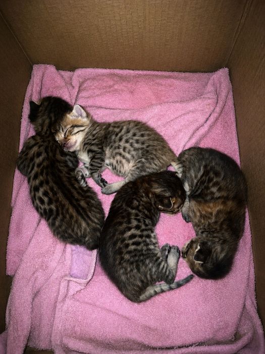 Бенгальские котята