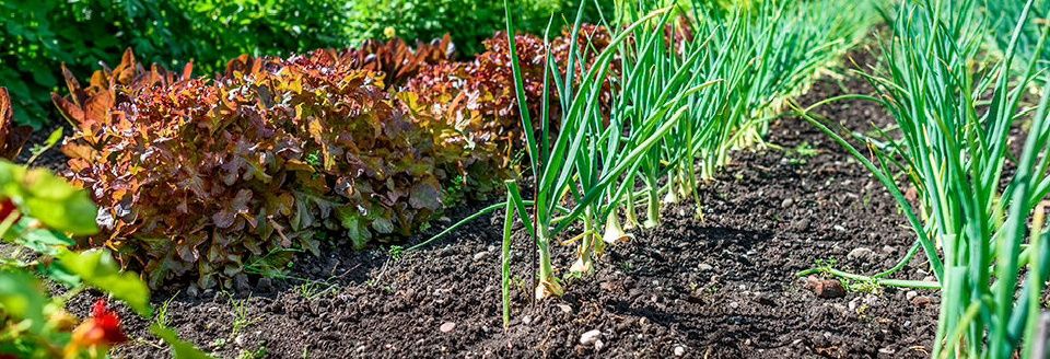 Продам Дачу С/О Борки.