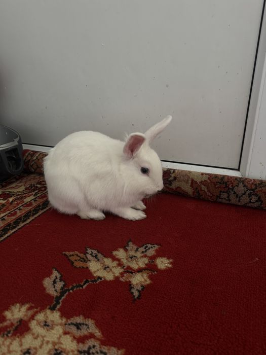 Декоротивный кролик