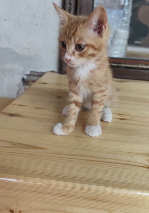 Отдам котят в хорошие руки бесплатно