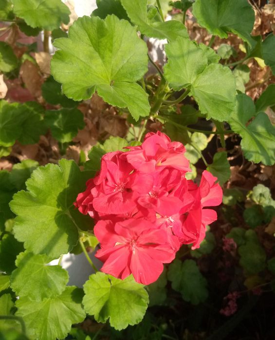 Фикус Бенджамина 1,5м