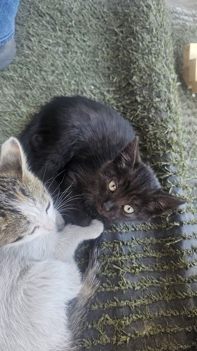 Отдам котят в хорошие руки