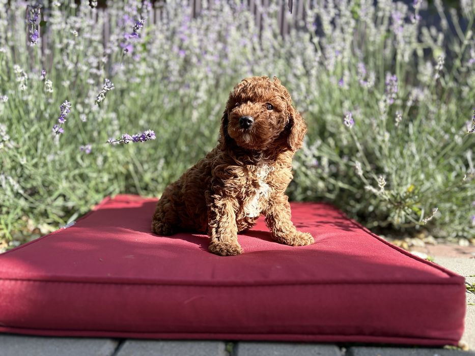 Femela pudel /poodle/caniche