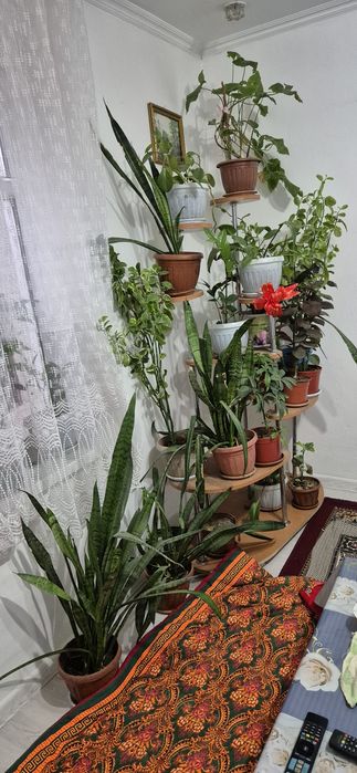 Гүлдер сатылады  бағасын келісеміз