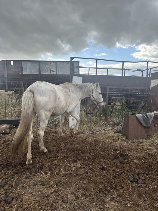 продам Кобылу жеребую