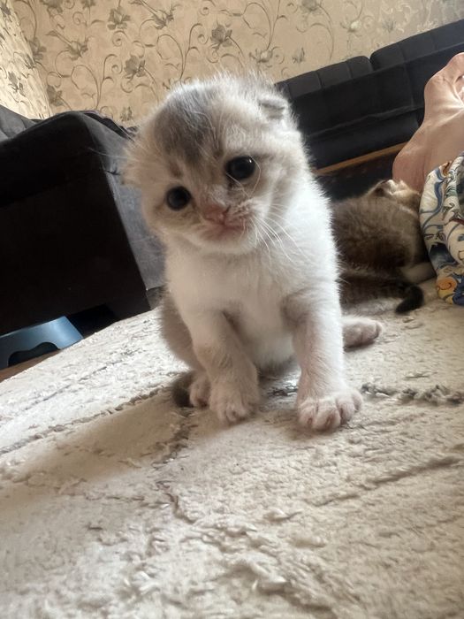 Продается британский фолд