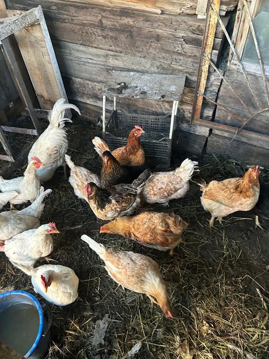 Продам домашних курей, петухов
