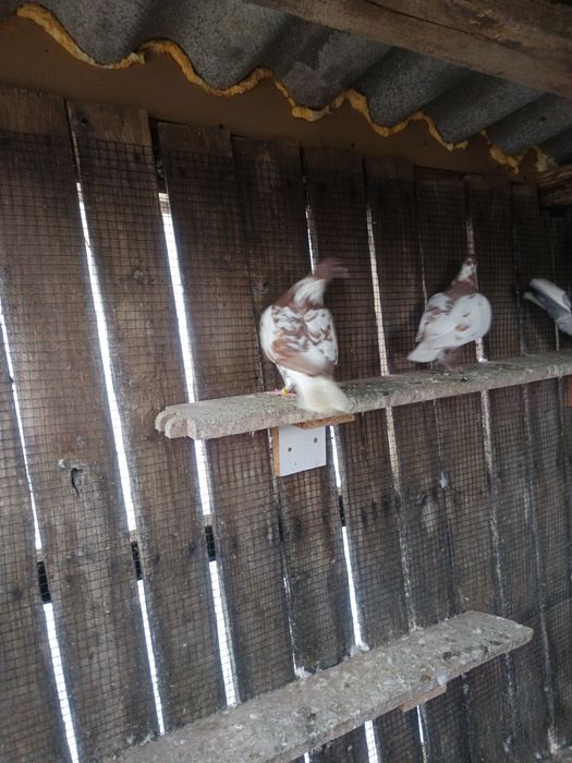 Voiajori  Meulemans de vânzare