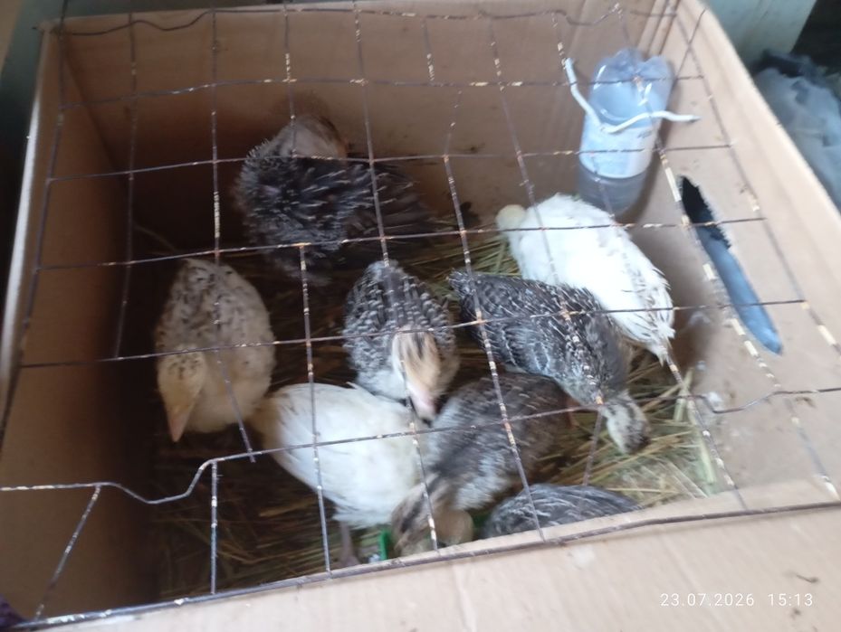 Продам домашних индюшат
