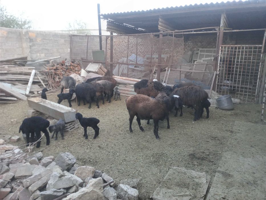 Kogonda ona bola qo'ylar sotiladi 5.5 mlndan 6.5 mlngacha