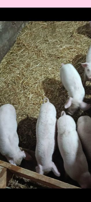 Прадавам малки прасенца