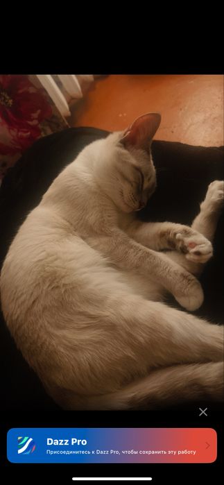 Отдам кота бесплатно