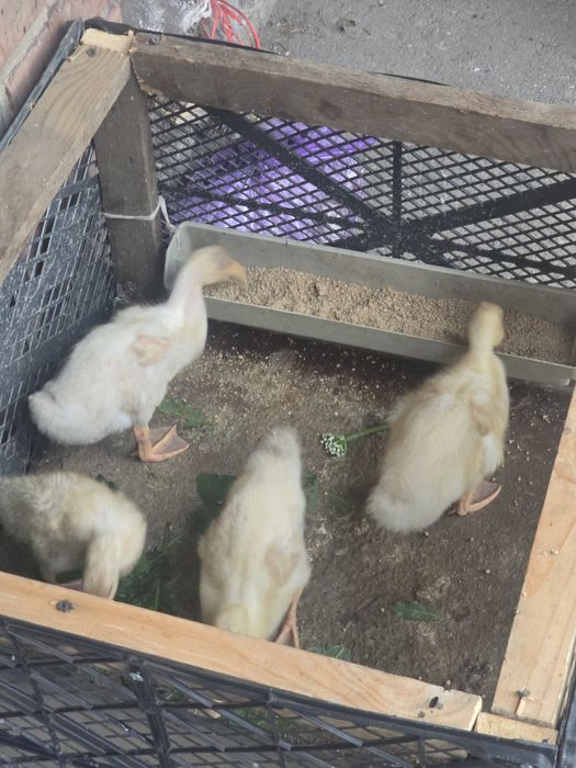 Утки почти месяц  продам по 2500