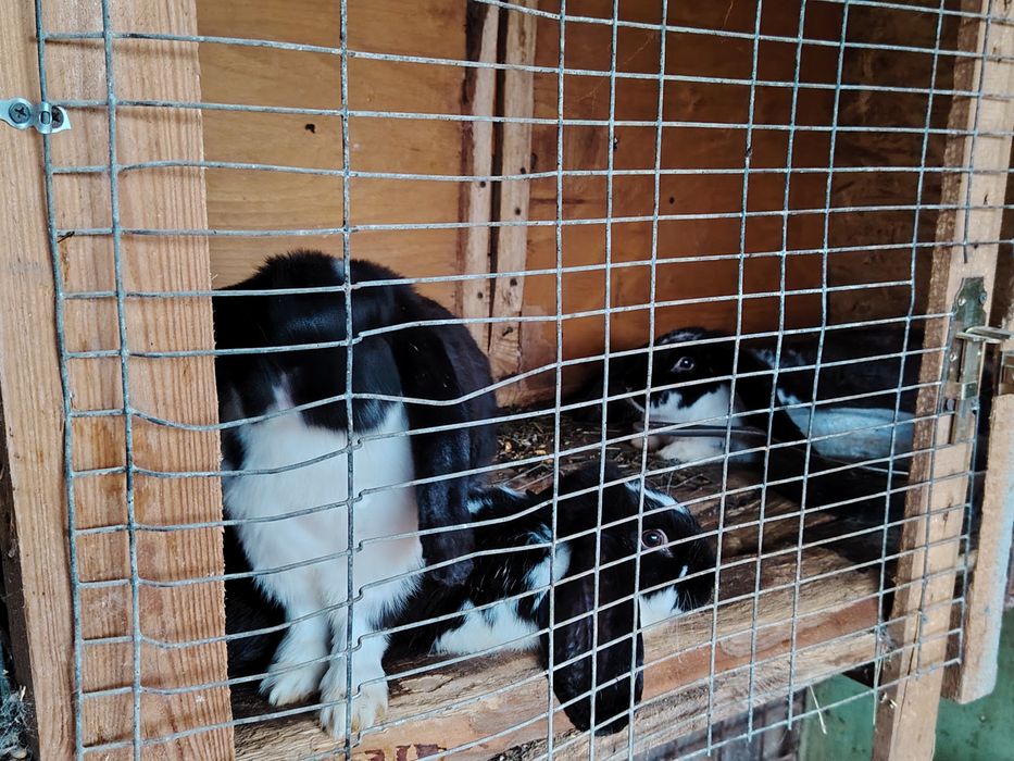 Iepurași de vânzare