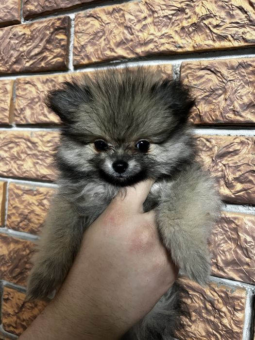 Шпицы немецкие девочки