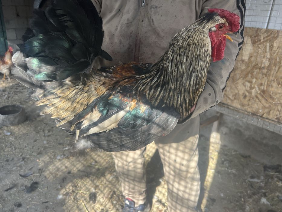 Әтештер сатамын! Продам петухов!