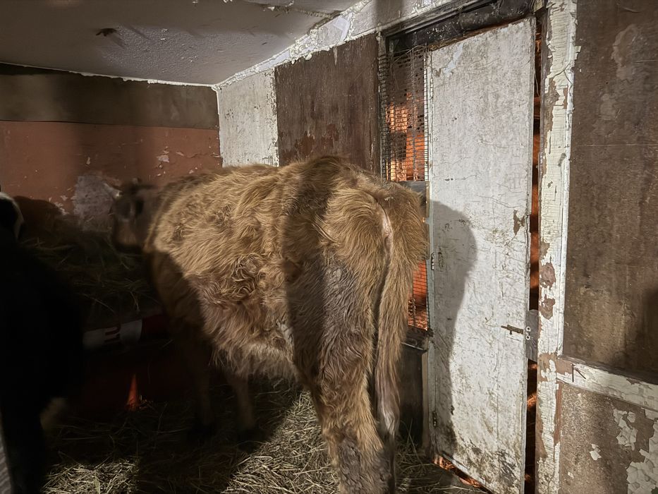 Продам срочно коров 4 штуки