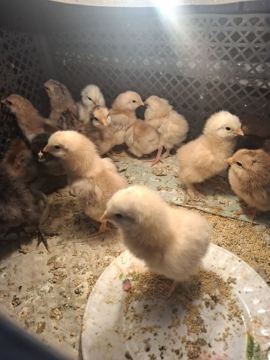 Продам цыплят домашних