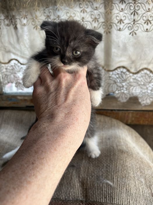 Отдам котят вислоухов