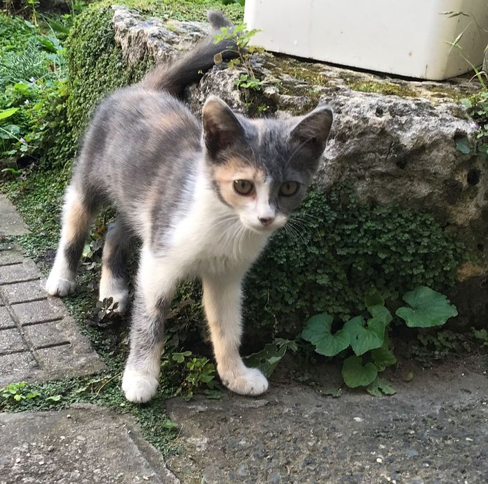 Малко женско коте, котенце - Русе