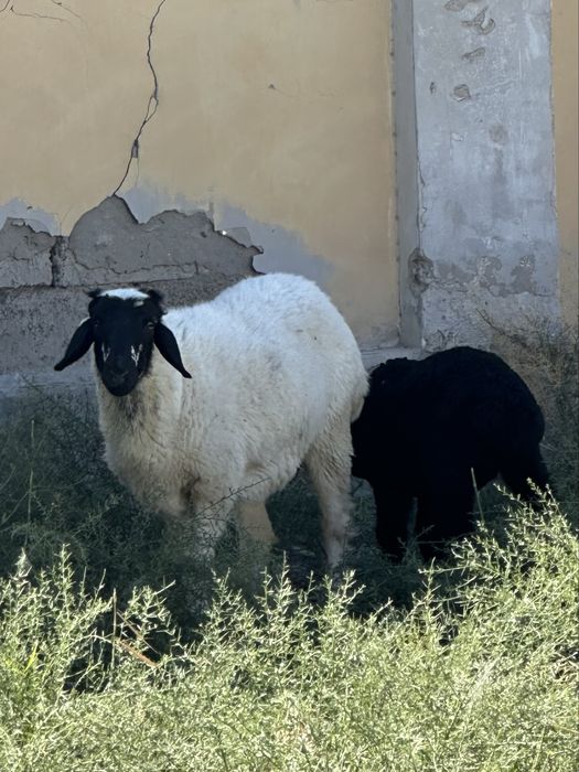 Ona bola qoʻy soglom