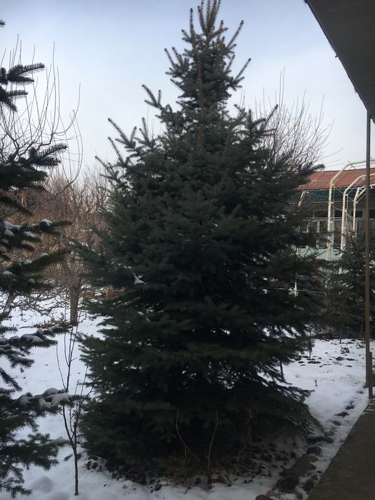 Арча голубой елллллл