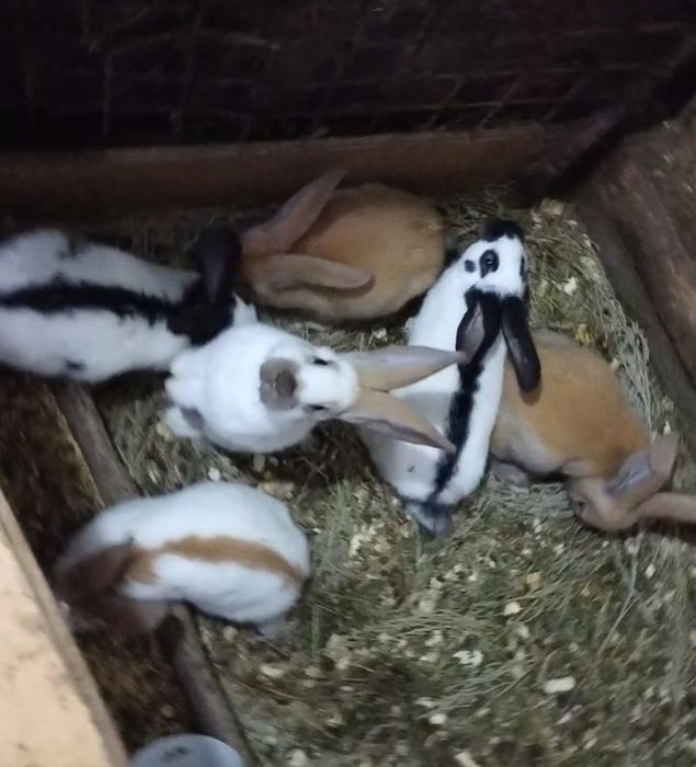 Продаются крольчата