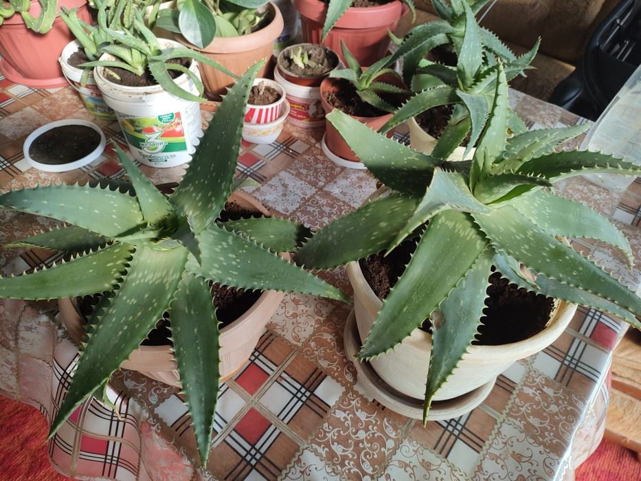 Лечебное каланхоэ и алоэ. Доставка