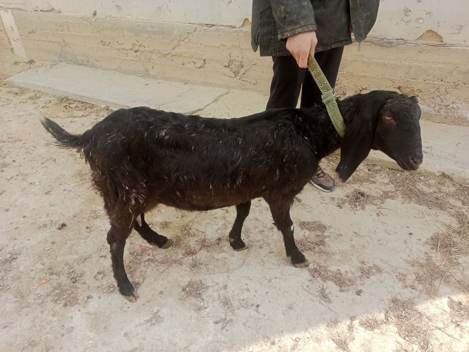 Ешкі сатылады сүтті