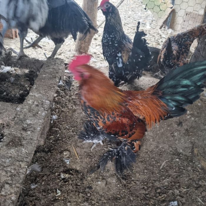 Cocoșei mii de flori