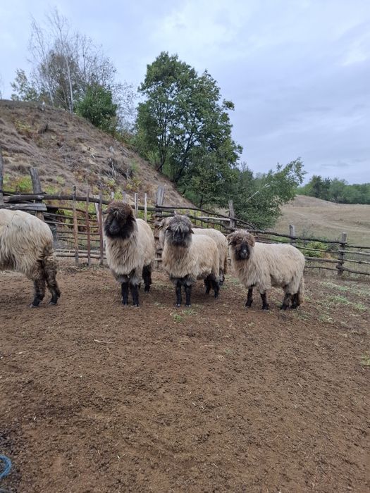 De vânzare detali la telefon