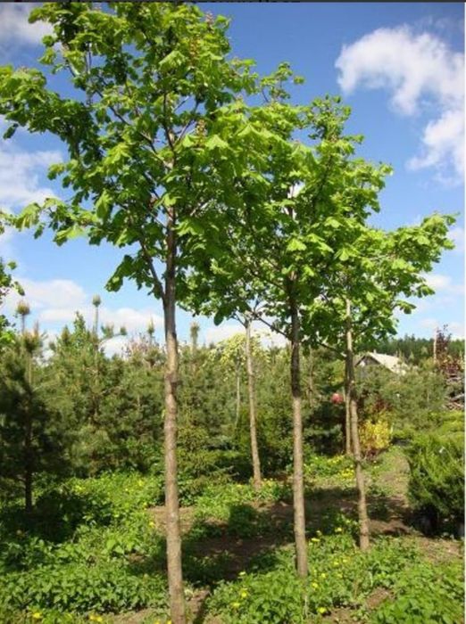 Продам саженцы каштана