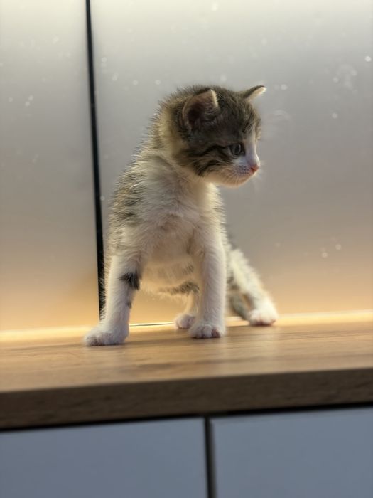 Котенок 1 месяц девочка