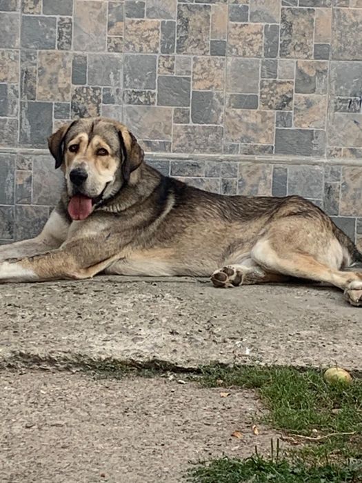 Câine Ciobănesc de Asia Centrală