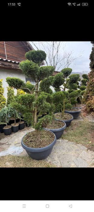 Plante ornamentale diferite specii