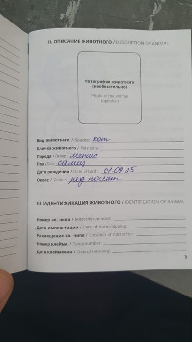 Отдам кошечку в добрые руки