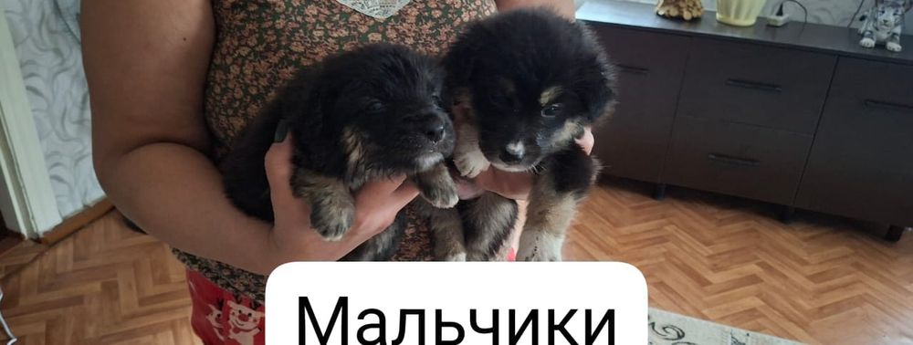 Отдам щенят в добрые руки