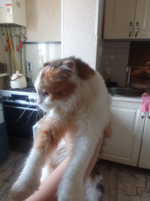 Кошка 1 год шотланская вислоухая