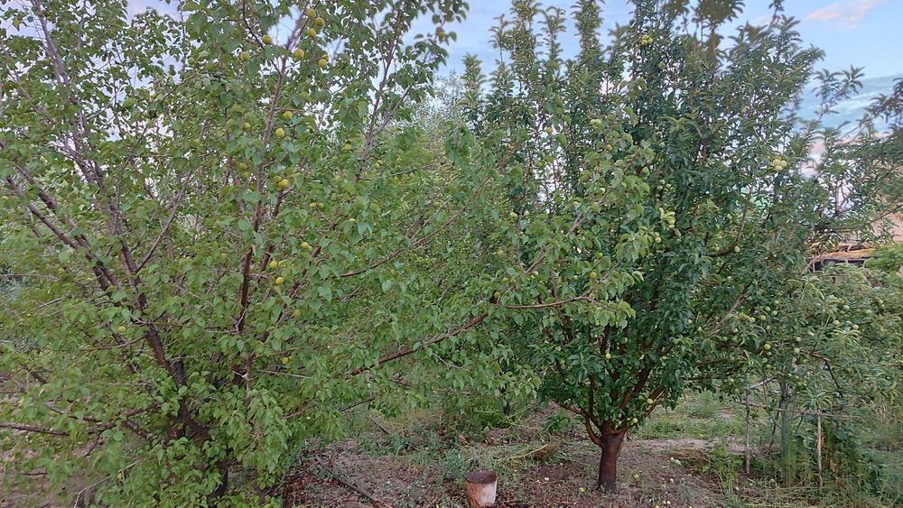 Shımbay uy jay satıladı.