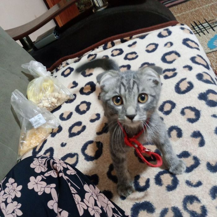 Shotland mushukcha, Scottish Fold